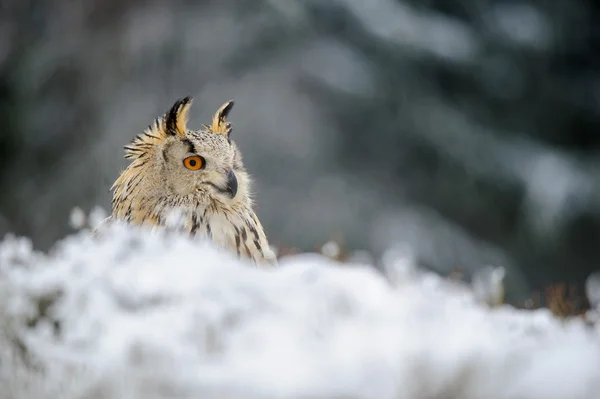 Eurasischer Uhu sitzt im Winter mit Schnee auf dem Boden — Stockfoto