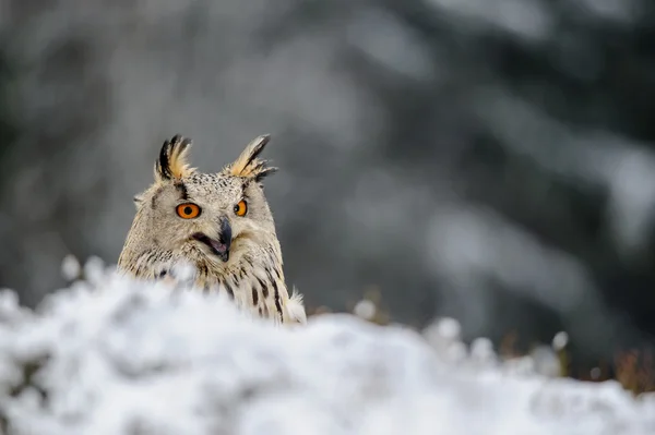 Hibou aigle eurasien assis sur le sol avec de la neige en hiver — Photo