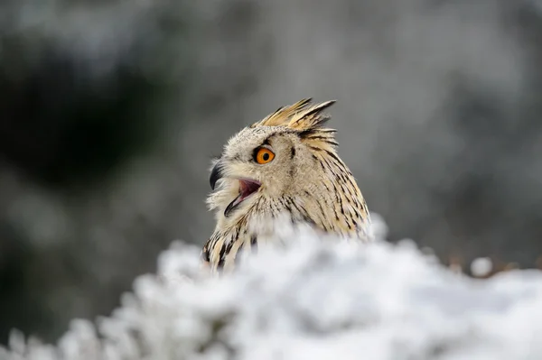 Eurasia águila búho sentado en el suelo con nieve y gritar —  Fotos de Stock