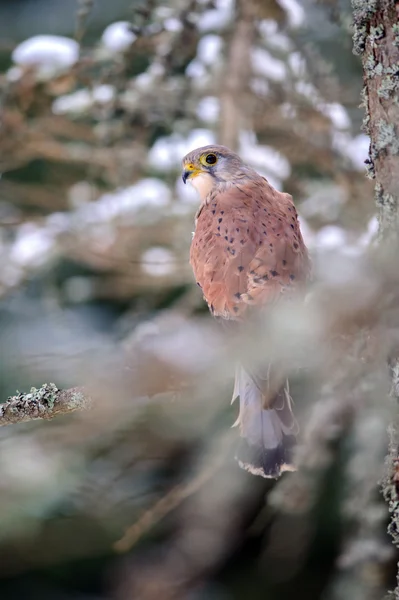 Common kestrel sitting in winter on coniferous tree with lichen — Stock Photo, Image