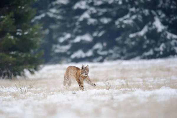 背景の森と雪に覆われた地面に実行ヨーロッパオオヤマネコ カブ — ストック写真