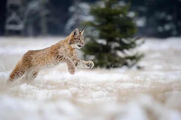 Ejecución eurasiática lince cachorro en suelo nevado en invierno frío —  Fotos de Stock