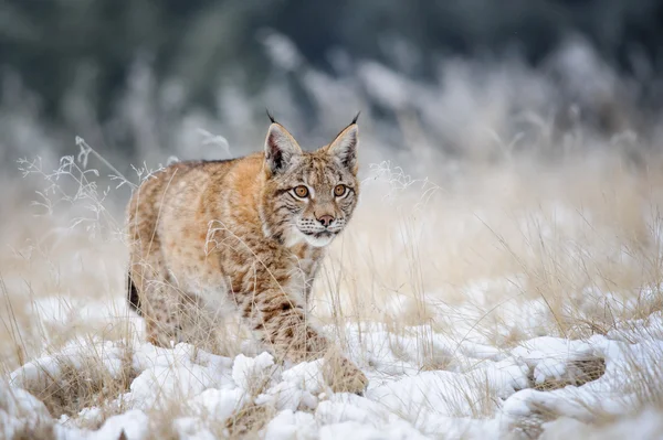 Eurasian lynx cub walking on snow with high yellow grass on background — Stock Photo, Image