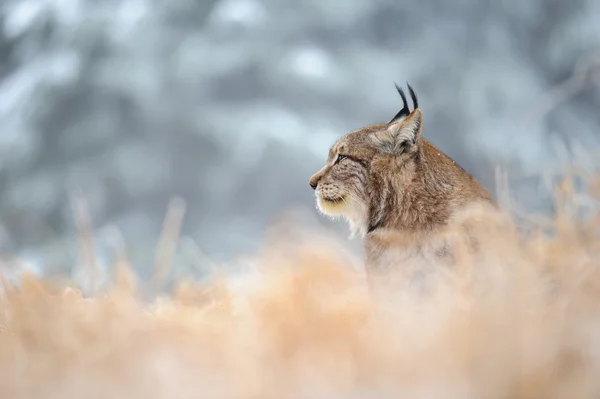 Eurasian lynx sitting on ground in winter time — Stock Photo, Image