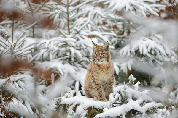 Eurasian lince cucciolo in piedi in inverno foresta colorata con neve — Foto Stock