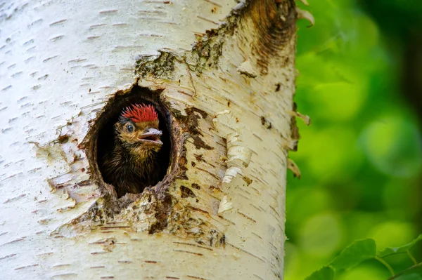 Jonge grote bonte specht uitkijken vanaf hole — Stockfoto