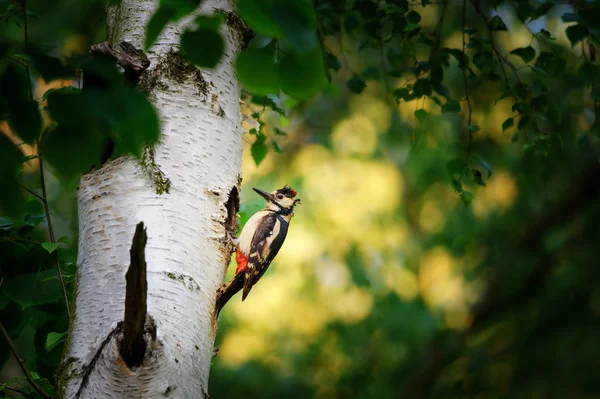 Grote bonte specht op berk boom naast gat — Stockfoto