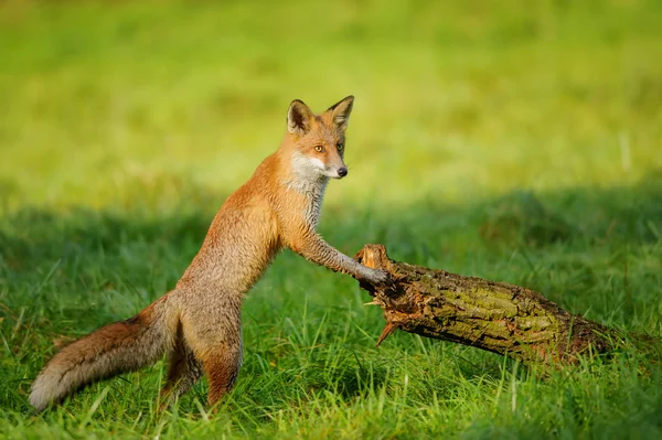 Red fox leunend naar boomstam — Stockfoto