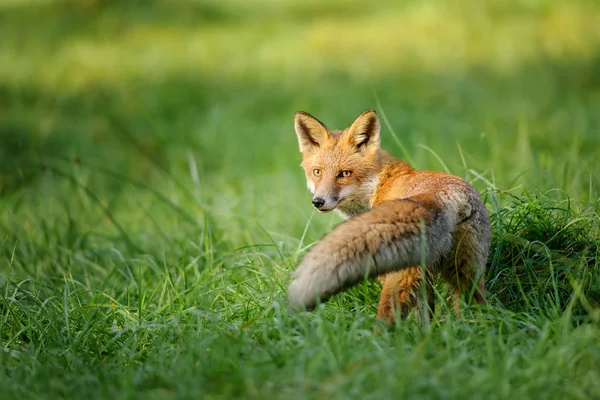 Red fox op zoek achter in groene gras — Stockfoto