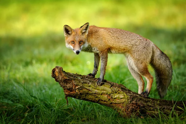 Red fox staande op de boomstam — Stockfoto