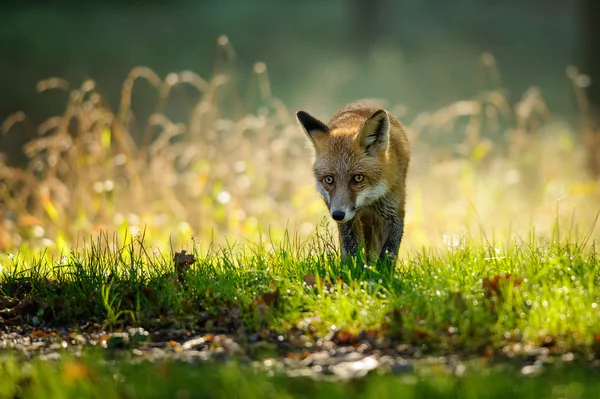 Red fox van vooraanzicht in herfst achtergrondverlichting — Stockfoto