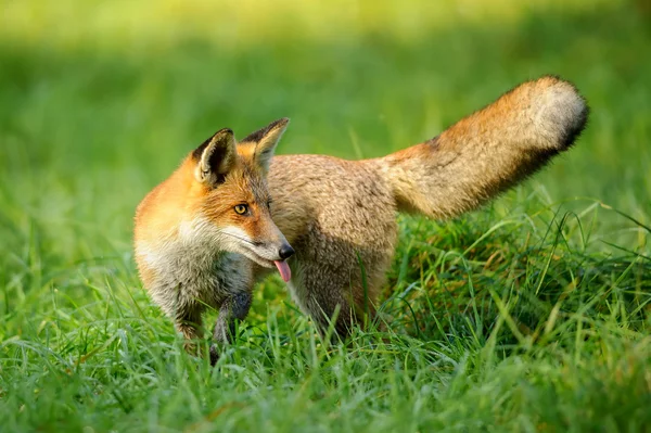 Рыжая лиса высовывает язык. — стоковое фото