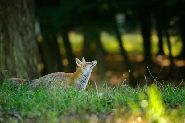 Red fox van kant op zoek naar de treetop — Stockfoto