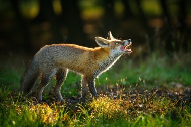 Red fox with open mouth and lick it self looking up clipart