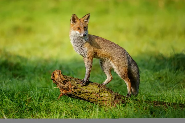 Raposa vermelha em pé no tronco da árvore — Fotografia de Stock