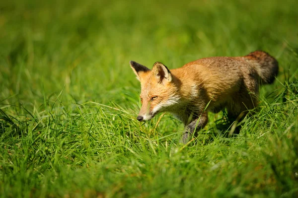 Raposa vermelha andando na grama verde — Fotografia de Stock