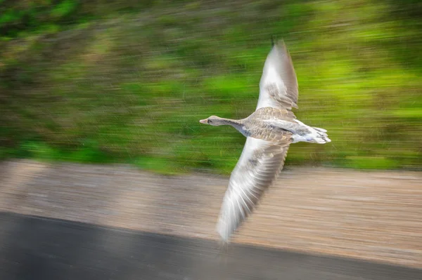 Greylag goose in fast flying speed — Stock Photo, Image
