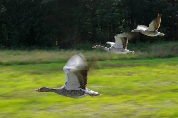 Greylag goose stádo v létání pohybu — Stock fotografie