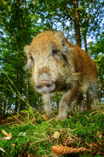Wild boar snout from down closeup view — Stock Photo, Image