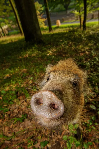 Sniffing wild boar snout from closeup in colorful forest — Stock Photo, Image