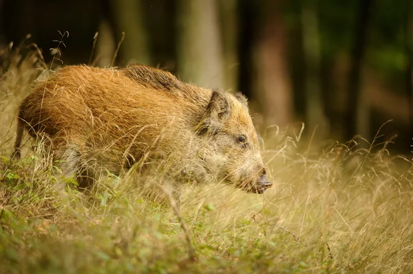 Babi hutan di rumput kuning panjang — Stok Foto