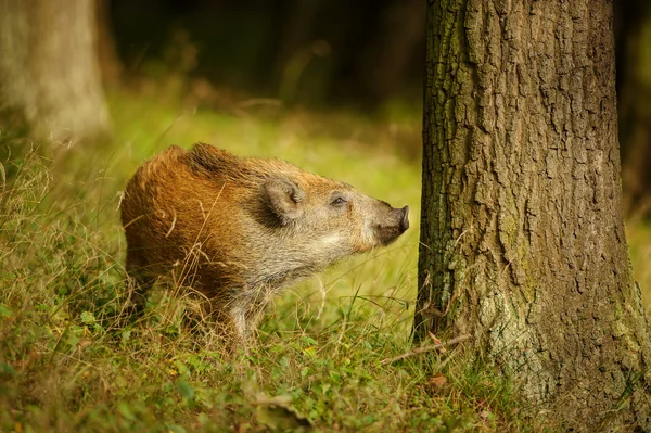 Wild boar baby sniffing to the tree trunk — Stock Photo, Image