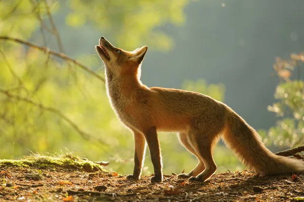 Red fox van kant in schoonheid herfst backllight — Stockfoto