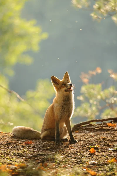 Red fox siitng i bakgrundsbelysningen under Brittsommar — Stockfoto