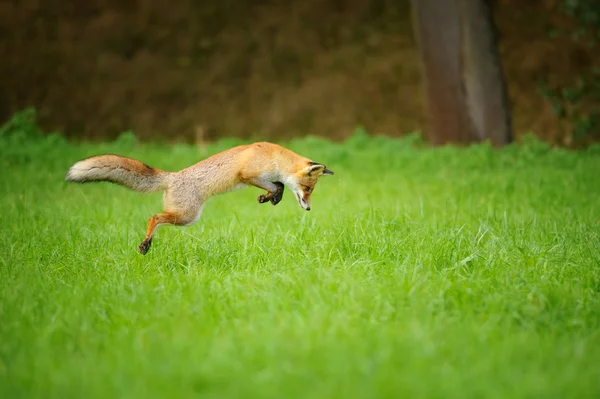 Рыжая лиса на охоте, мышь на траве — стоковое фото