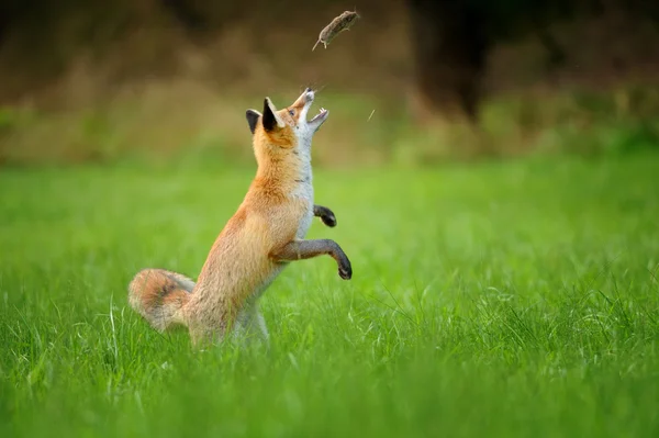 Rotfuchs wirft Geistermaus auf grünes Gras Stockfoto