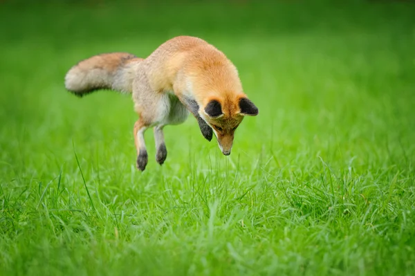 Red fox on hunt when mousing in grass from front side view — Stockfoto