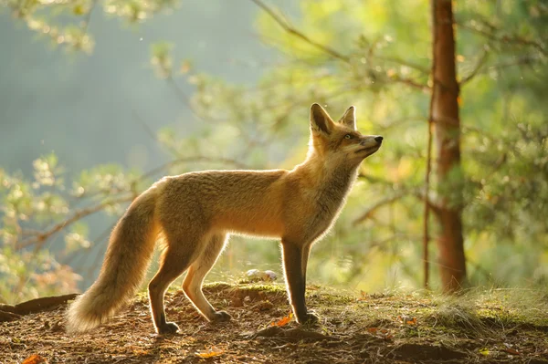 Rotfuchs von der Seite im schönen Hintergrundlicht im herbstlichen Wald — Stockfoto