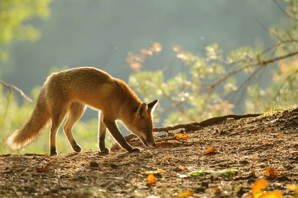 Rotfuchs schnüffelt in schönstem Herbsthintergrundlicht — Stockfoto