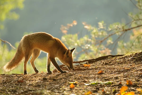 Red fox güzellik sonbahar arka ışık içinde koklama