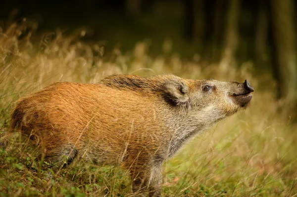 Sniffing wild boar from side view — Stockfoto