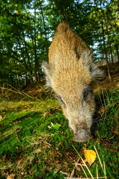 Sniffing wild boar juvenile from closeup wide angle view — Stok fotoğraf