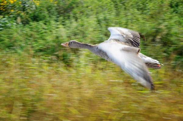 Greylag goose in panning motion during flight upon field — ストック写真