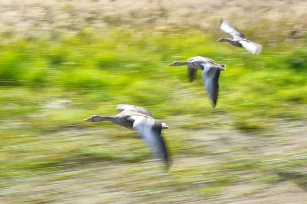 Grauwe gans kudde in beweging vliegen — Stockfoto