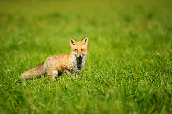 Red fox standing in green grass — Stock Photo, Image