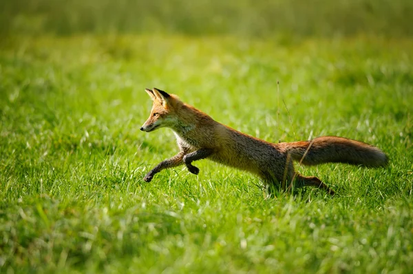 Рыжая лиса прыгает и бежит в зеленой траве — стоковое фото