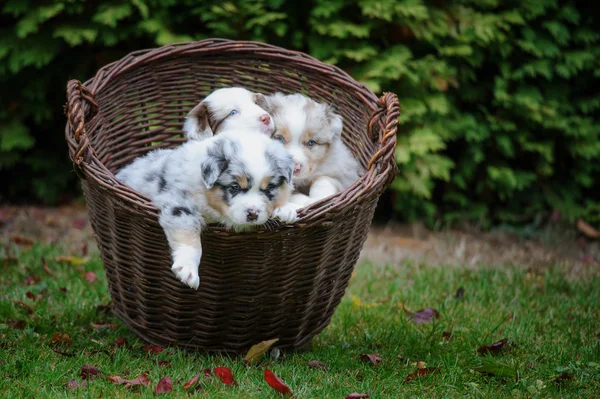 Cachorros pastores australianos em cesta de vime explorando o mundo ao redor — Fotografia de Stock