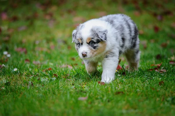 Söt Australian Shepherd valp att utforska världen oustide hem — Stockfoto