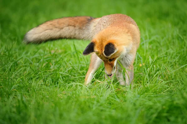 Red fox permanent op zoek naar beneden naar groen gras — Stockfoto