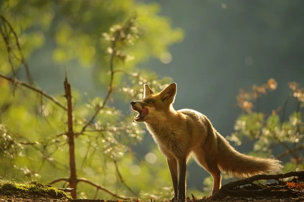 Renard roux lécher lui-même dans la beauté contre-jour — Photo