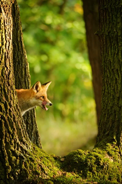 Κόκκινη αλεπού πίσω από κορμό δέντρου κρυφοκοιτάζω ένα γλείψιμο αυτό αυτο — Φωτογραφία Αρχείου