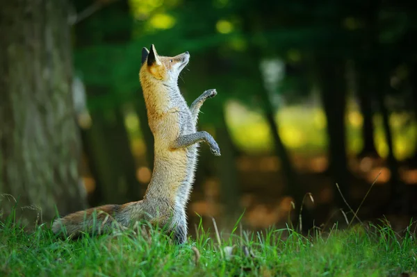 Rotfuchs steht auf Hinterbeinen im Wald — Stockfoto