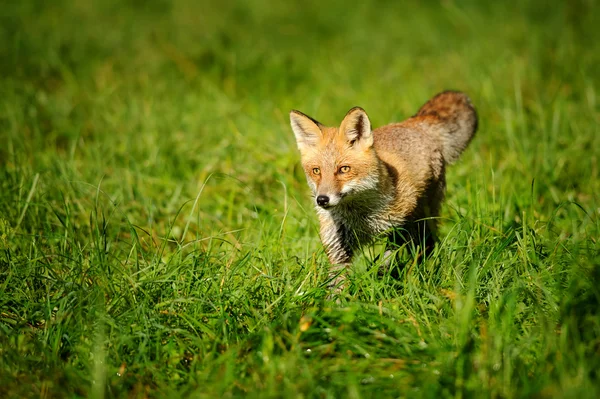 Κόκκινη αλεπού στέκεται στο πράσινο γρασίδι — Φωτογραφία Αρχείου