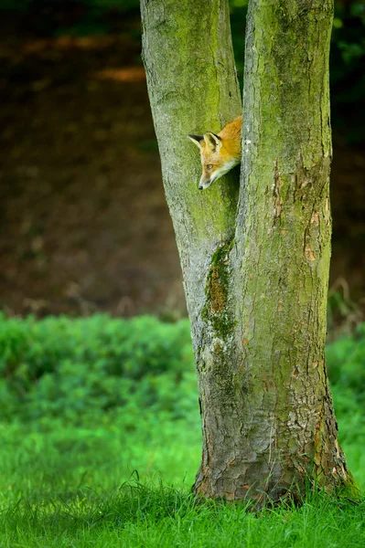 Красная лиса смотрит вниз из ствола дерева — стоковое фото