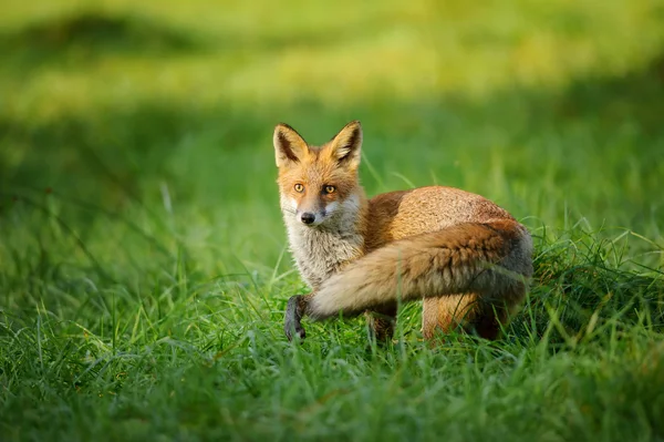 Red fox stående i gräset från sidan — Stockfoto