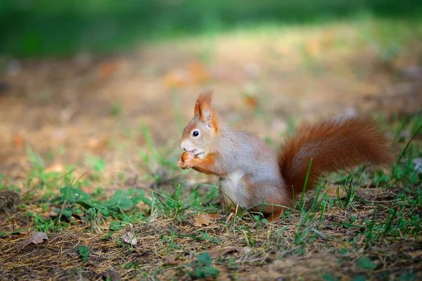 Linda ardilla roja comiendo nuez en el bosque de otoño — Foto de Stock